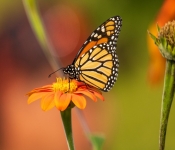2020 09 13 LongFellowGardens 045
